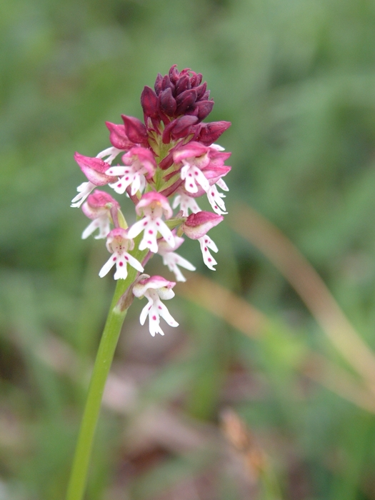 Orchis ustulata